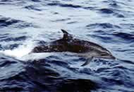 dolphins